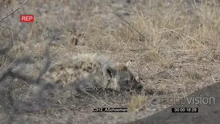 Injured Spotted Hyena after bloody fight AmCam