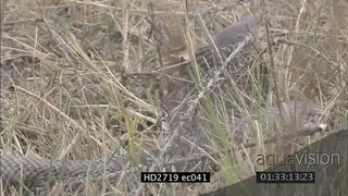 Mozambique Spitting Cobra crawling through grass then laying looking around MS PAN ZI CU