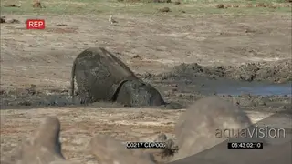 African Elephant Calf stuck in thick mud