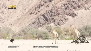 Giraffe pair and ostrich walking around DRY LS ZI MLS