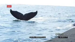 A pair of Humpback whales lobtailing and blowing FF GOOD LIGHT