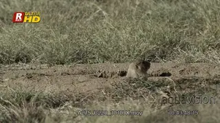 Prairie Dog head appears above the burrow, looking around and foraging daylight.