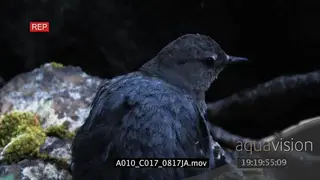 Dipper standing on a rock and preening HA MS ZO MLS