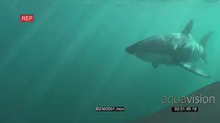 Great white shark gently swimming underwater in ocean passing by camera UW HAND