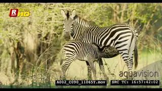 Plains Female zebra and its young foal standing, taking milk and looking around.
