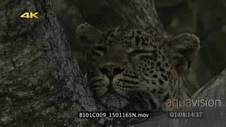 A leopard sleeping on a tree CU