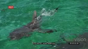 Nurse Shark eating a fish in ocean out of the blue and others swimming around HA MLS HAND