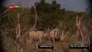 [2] Black Rhinos Grazing in the Savannah WS