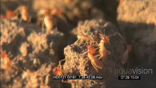 Termites and hatchlings moving around on termite mount