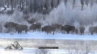 Bison herd standing and grazing on snowy prairie WS PAN