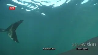 Great White Shark gently swimming around underwater in ocean passing over camera UW TD.