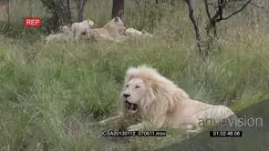 White lion family resting male in FG lioness and cubs in BG