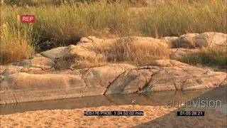 Leopard stalk attack Water Monitor on rocks jumping into water NO TAKEDOWN MS ZI MCU