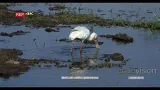 Spoonbill bird fishing