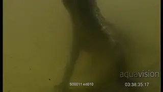 Adult Nile Crocodile galloping/jumping underwater while hunting for prey.