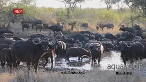 Buffalo herd standing walking and looking at camera on bushveld and inside waterhole WS