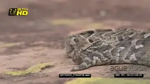 Puff Adder snake basking on a rocky outcrop CU