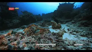 Close up shot of hawksbill turtle laying on the reef looking for food to eat