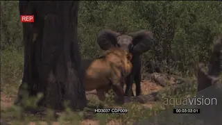Elephant calf defending itself from a sub adult lion trying to kill it SHAKY