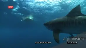 Tiger Shark feeding on Sea Turtle GENERAL BEHAVIOUR GOOD LIGHT