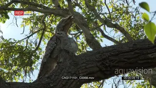 Potoo (Nyctibius grandis) with chick perched on branch