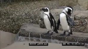 African Penguins at Boulders Beach