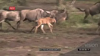 A Herd of Wildebeests with Calfs Running in the Bushveld GENERAL BEHAVIOUR
