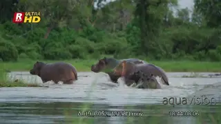 Bloat of Hippos submerging, wading, yawning and running.
