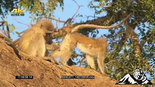 Vervet Monkeys grooming and climbing in tree LA CU ZOOM XWS