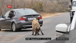 Spotted Hyena and pup walking on the urban road stopping traffic LWS HAND