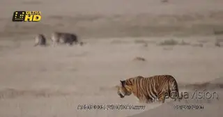 Bengal Male Tiger walking pass by a dazzle of Zebras that is feeding on grass.