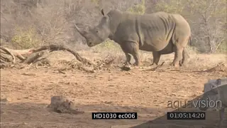 White Rhino walking with calf and Warthog standing walking in foreground LS PAN