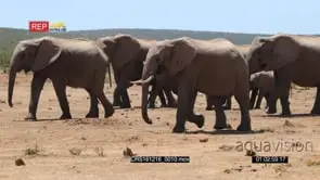 A Herd of African Elephants Walking on the Savannah following one another DRY