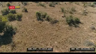Aerial Drone over African elephants with calve walking feeding off bushes