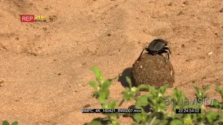 Dung beetle navigating and rolling dung SCENIC