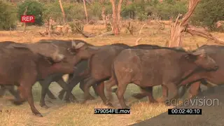 Herd of Cape buffalo running across frame