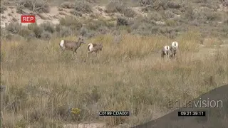 A herd of Bighorn sheep walking, standing and grazing WS