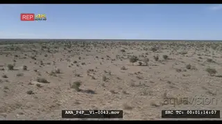 Aerial Drone over bushveld Wildebeest standing under tree shade