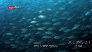 A large school of Bluefin Trevally, Coranx melampygus darting around in the ocean