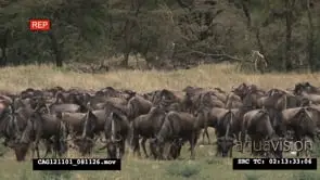Blue Wildebeest herd standing and grazing on Savannah MWS HAND