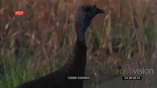 Turkey foraging MS PROFILE