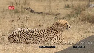 Cheetah in stalking pose scouting across frame for prey Windy conditions