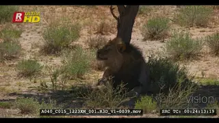Male lion with black mane grooming and scratching in the shade of a tree