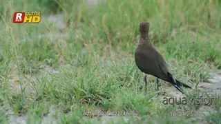 Black-winged pratincole standing, walking and looking around.