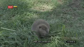 Beaver looking around then walks off on grass HA GENERAL BEHAVIOUR