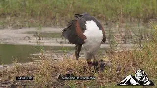 Fish eagle standing on a dead fish moves it and starts feeding on it SCENIC PROFILE