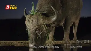 Male Cape Buffalo standing, drinking water and looking towards camera.
