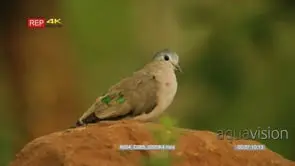 Medium close up of Emerald-spotted wood dove perched on rock