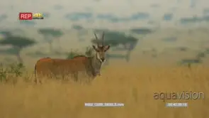 Eland standing in the grass looking at camera