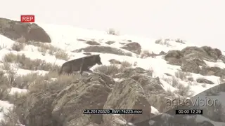 Gray Wolf walking and looking around on rocky prairie during snow fall hunting WS PAN